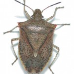 Get rid of the stink bugs.
