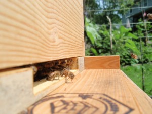 Honey Bee on guard duty