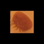 Close up of varroa mite
