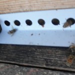 Honey Bees outside the hive in winter