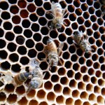Dead honey bees on Frame
