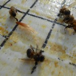 Young bees killed by the formic acid.