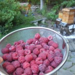 Raspberry pickins 