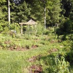 The rising backyard food forest