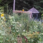 Backyard Permaculture in August