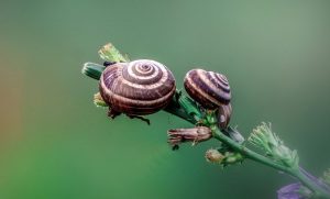 Spiral garden sprang from design like these garden snails
